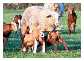 vente de viande d'agneau aveyron
