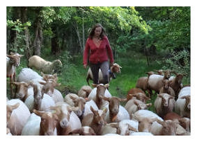 vente de viande d'agneau aveyron