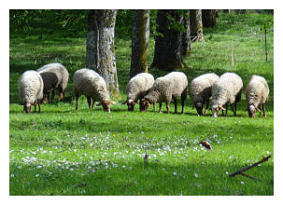 vente de viande d'agneau aveyron