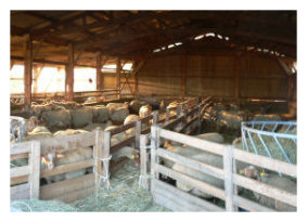 vente de viande d'agneau aveyron
