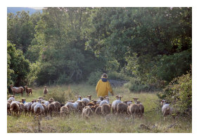 vente de viande d'agneau aveyron